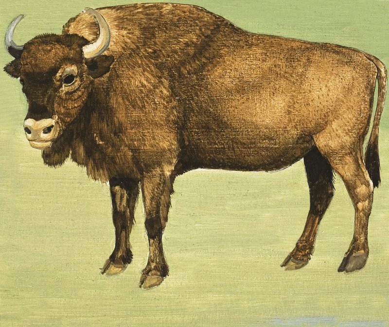Bison eller amerikansk bøffel af English School