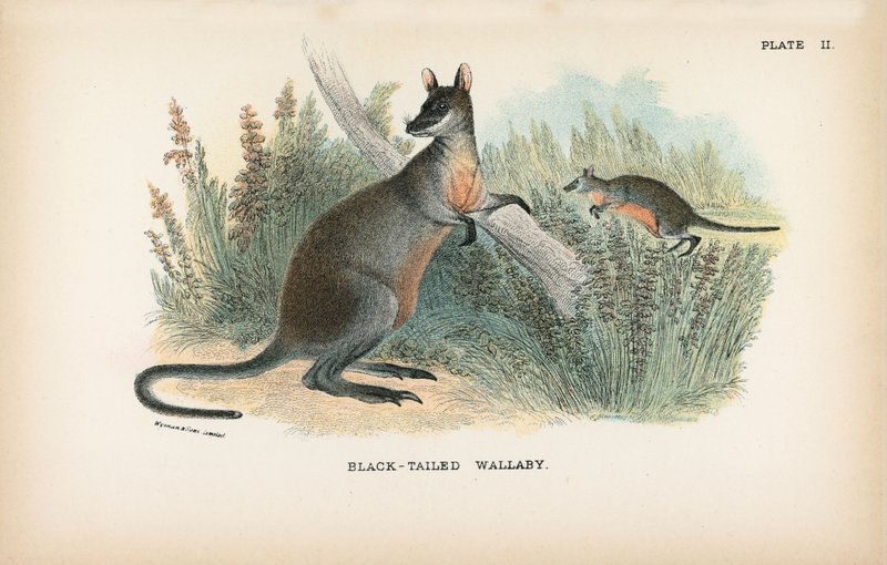 Black-tailed Wallaby af English School