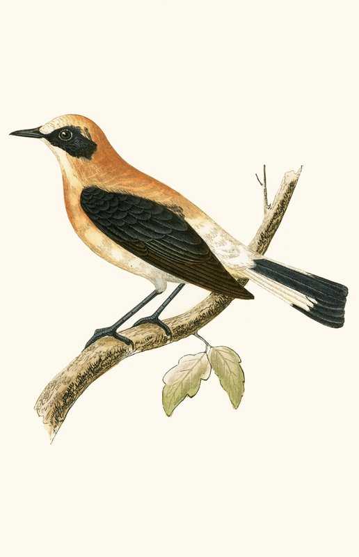 Black Eared Wheatear, illustration fra 