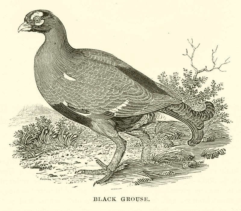Grouse (gravering) af English School