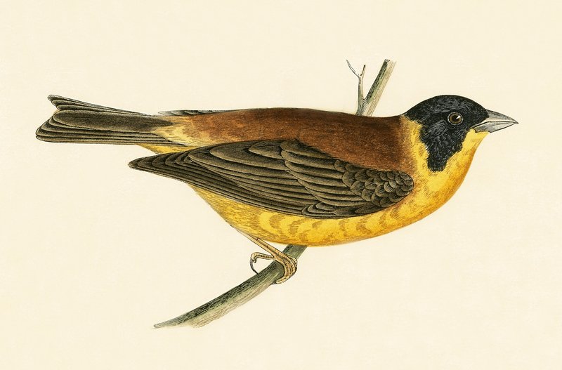 Sorthovedet bynkefugl, illustration fra "A History of the Birds of Europe Not Observed in the British Isles" af Charles Robert Bree (1811-86), udgivet i 1867 af English School