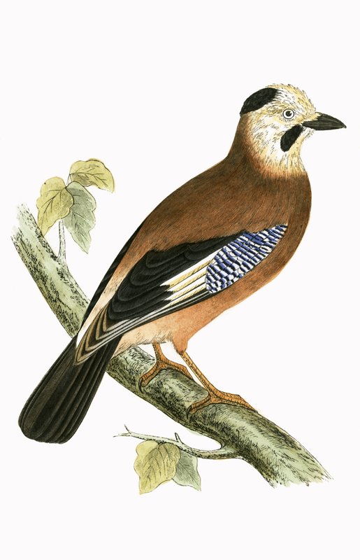 Black Headed Jay, illustration fra 