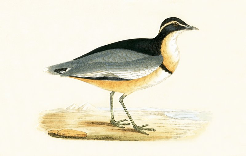 Black Headed Plover, illustration fra 
