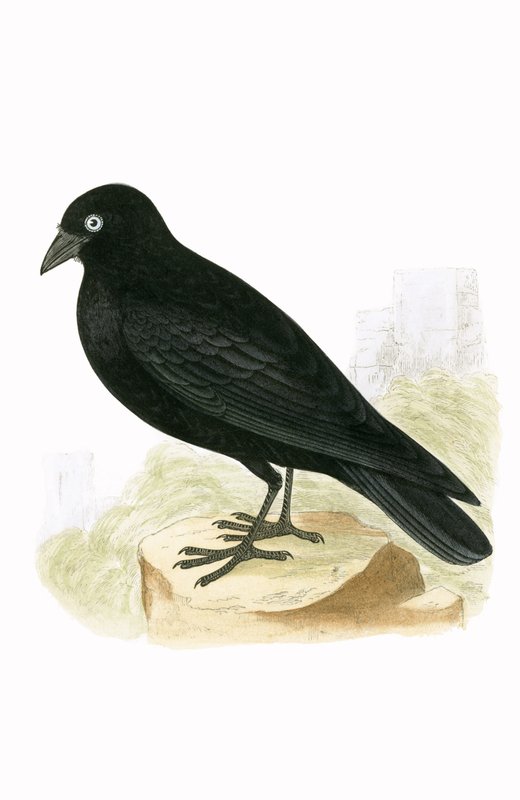 Black Jackdaw, illustration fra 