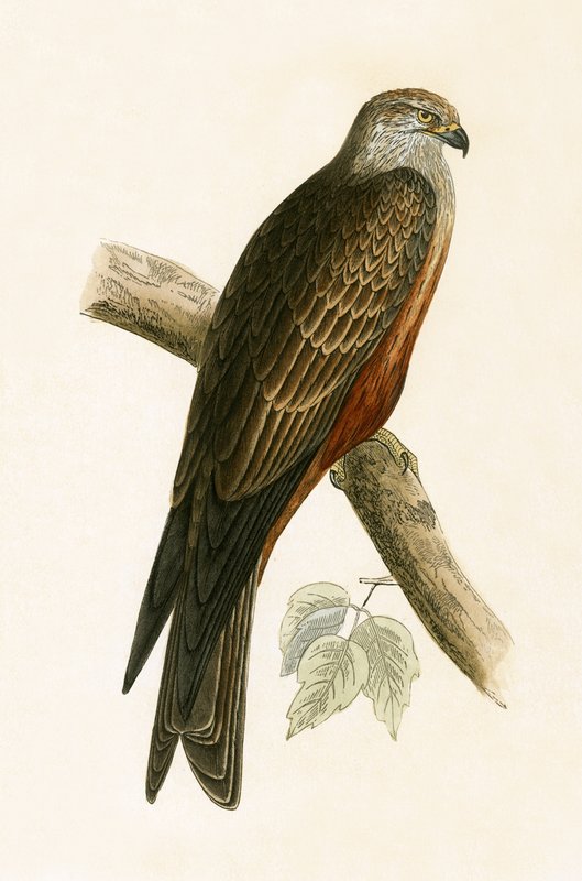 Black Kite, illustration fra 