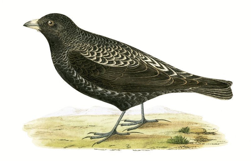 Black Lark, illustration fra 