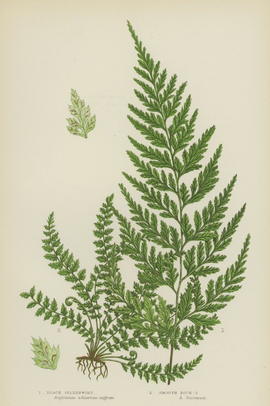 Sort milturt, glat sten-milturt (farve litho) af English School