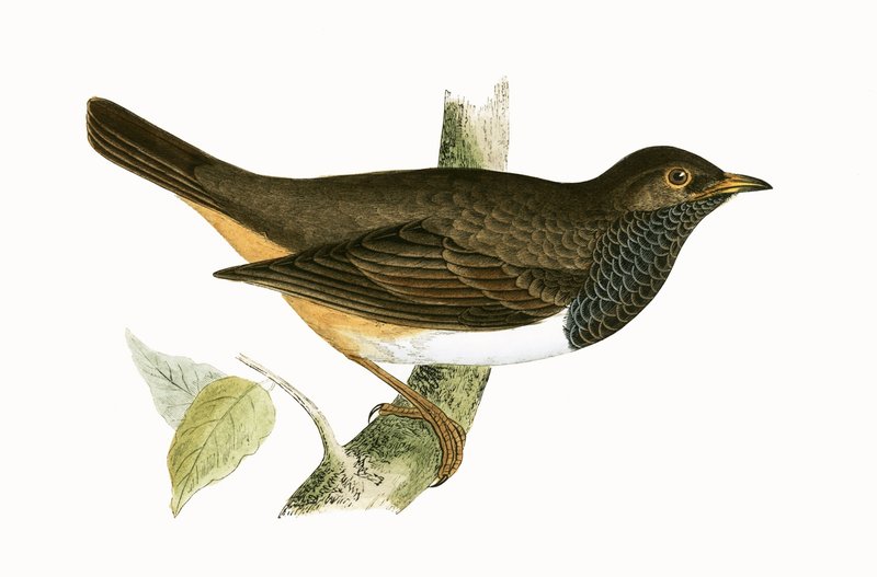 Sortstrubet drossel, illustration fra "A History of the Birds of Europe Not Observed in the British Isles" af Charles Robert Bree (1811-86), udgivet i 1867 af English School