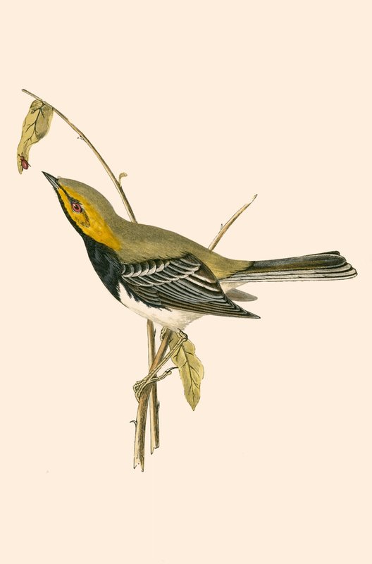 Black Throated Warbler, illustration fra 