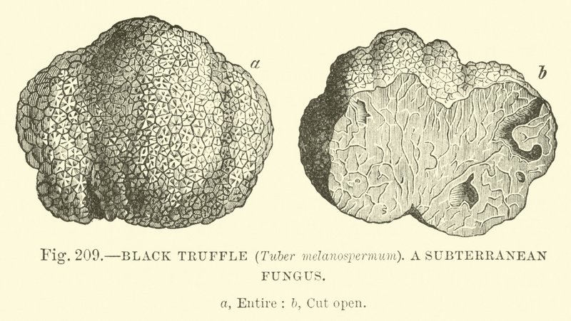 Black Truffle (Tuber melanospermum); A subterranean fungus  af English School