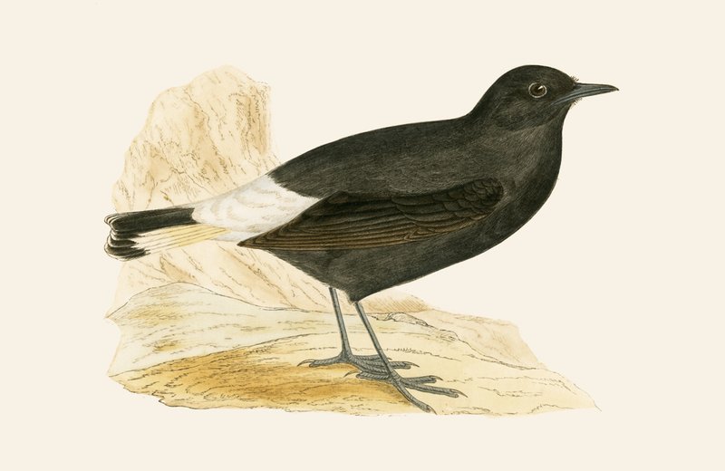 Black Wheatear, illustration fra 