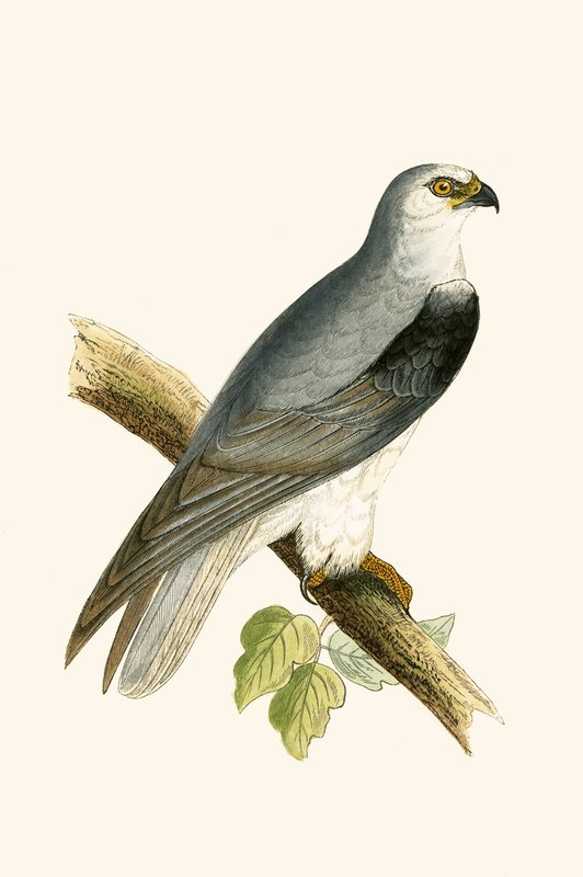 Black Winged Kite, illustration fra 