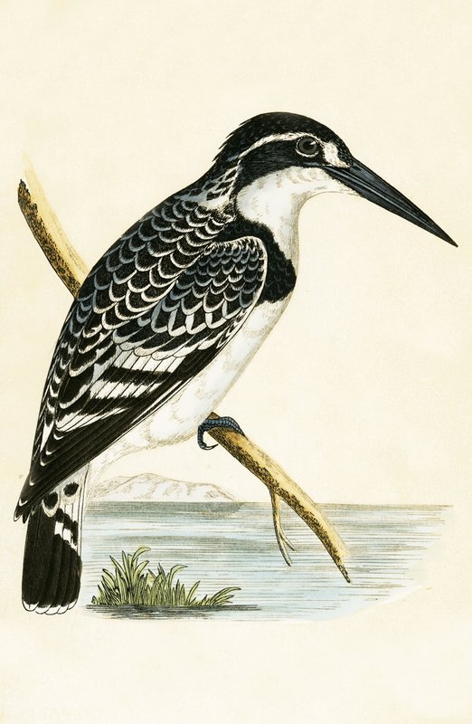 Black and White Kingfisher, illustration fra 