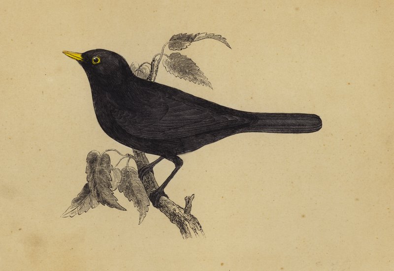 Blackbird (farve litho) af English School