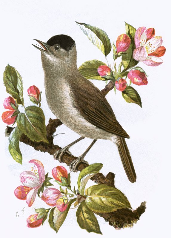 Blackcap af English School
