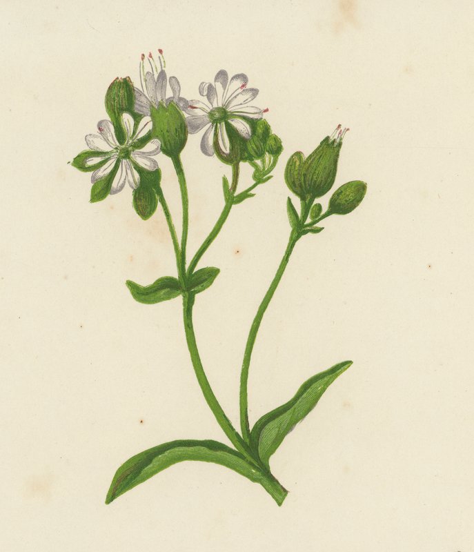Blære Campion, eller Catchfly, Silene Inflata (farve litho) af English School