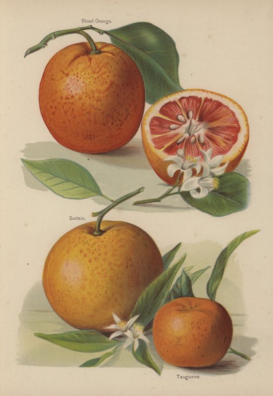 Blood Orange, Sustain, Tangierine af English School