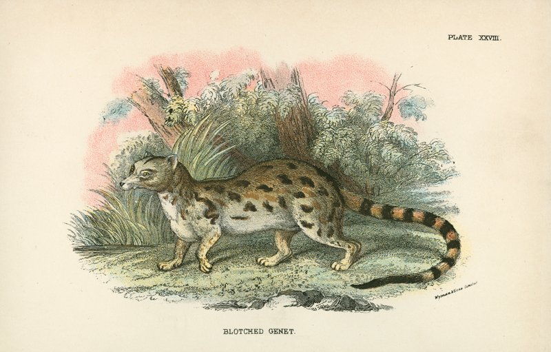 Blotched Genet af English School