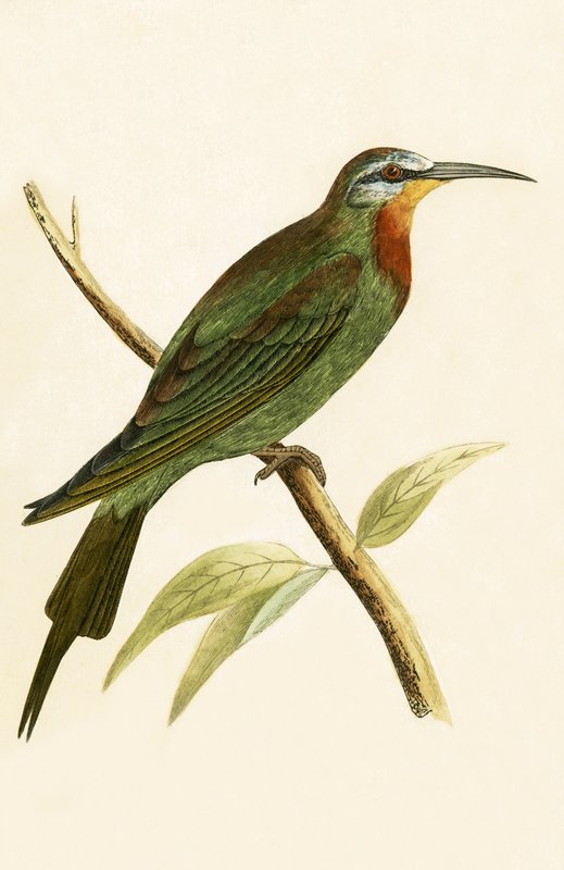 Blue Cheeked Bee Eater, illustration fra "A History of the Birds of Europe Not Observed in the British Isles" af Charles Robert Bree (1811-86), udgivet i 1867 af English School