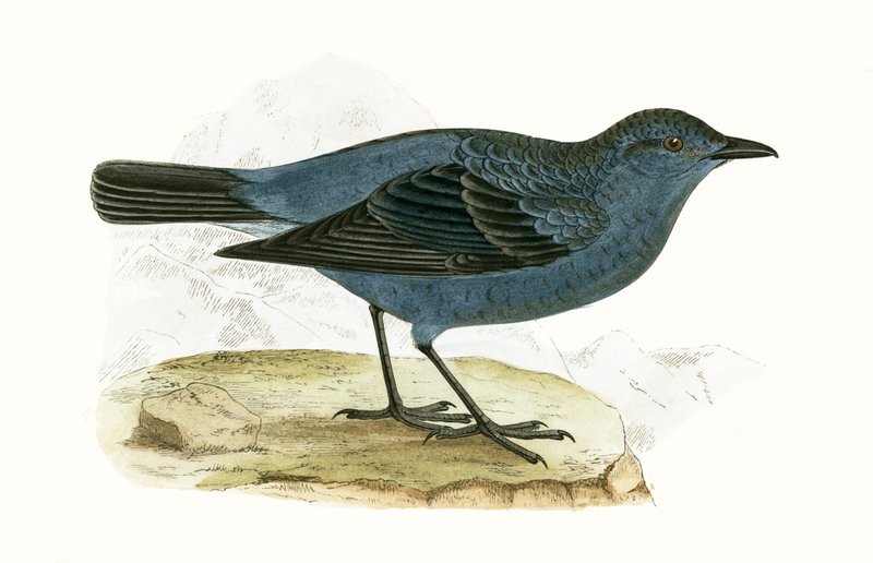 Blue Thrush, illustration fra 