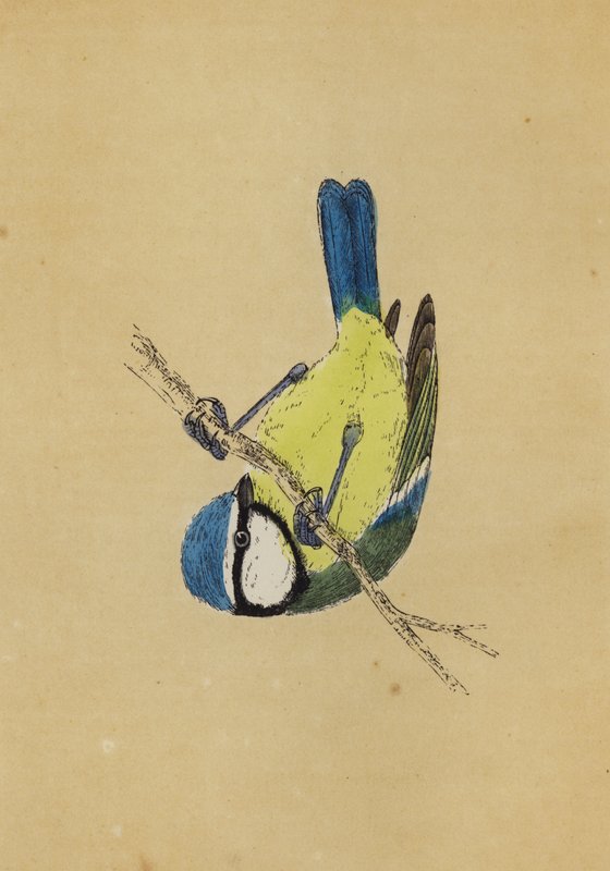 Blåmejse (farve litho) af English School