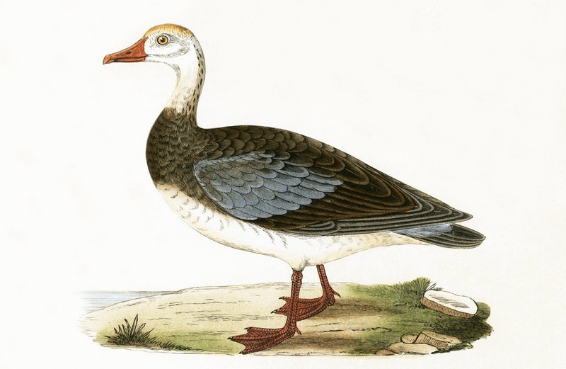 Blue Winged Goose, illustration fra 