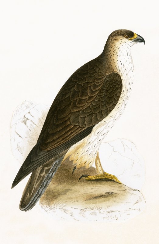 Bonelli