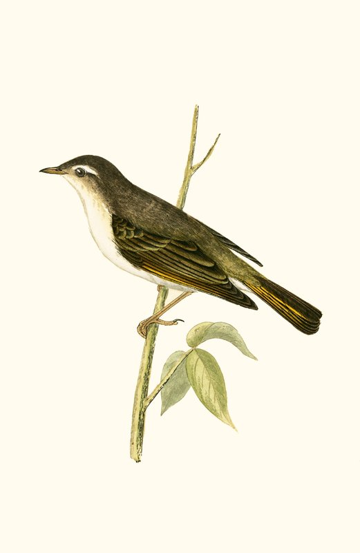 Bonelli