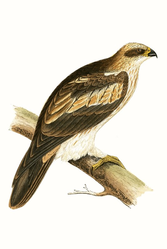Booted Eagle, illustration fra 
