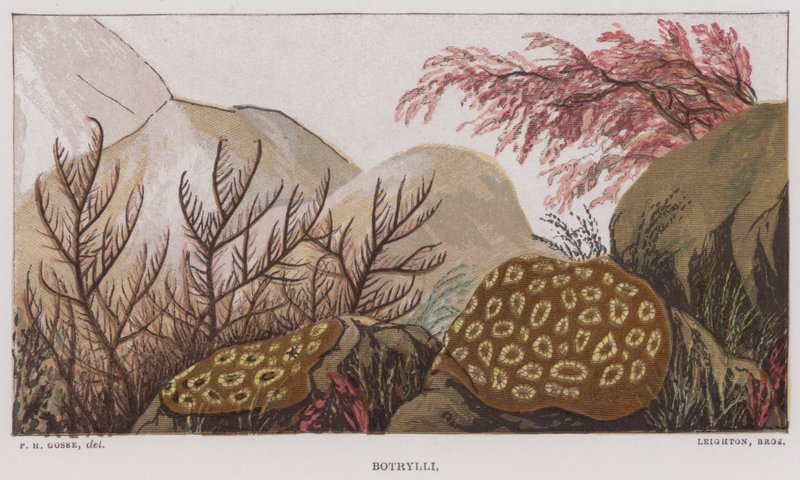 Botrylli (farve litho) af English School