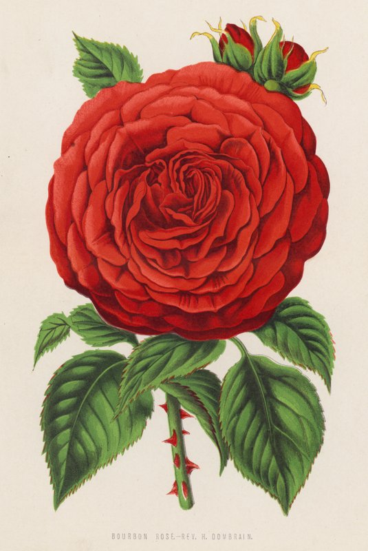 Bourbon Rose, Rev H Dombrain (farve litho) af English School