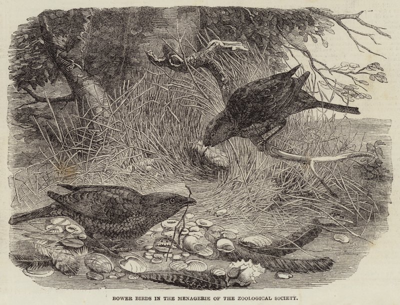 Bower Birds in the Menagerie of the Zoological Society (gravering) af English School