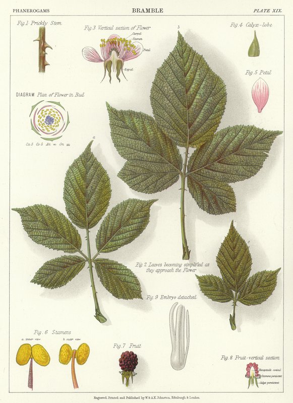 Bramble af English School