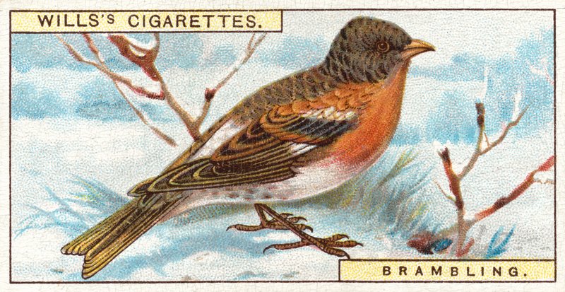 Brambling af English School