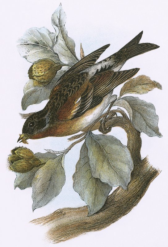 Brambling af English School