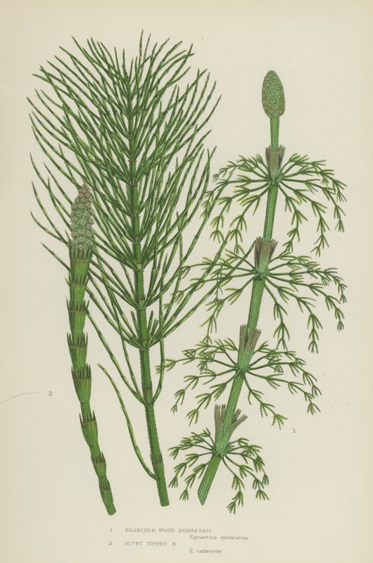 Forgrenet træpadderok, stump toppet padderok (farve litho) af English School