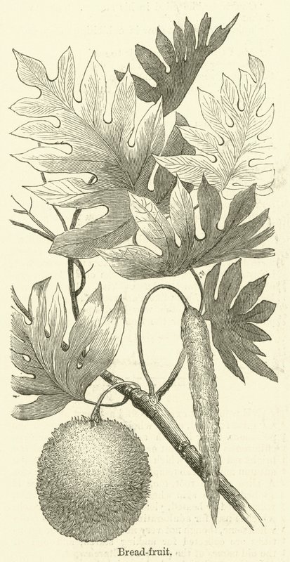 Brød-frugt (gravering) af English School