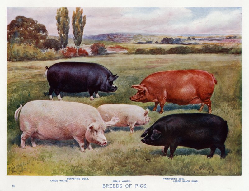 Svineracer (farve litho) af English School