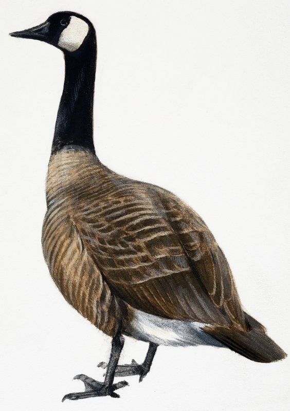 Brent Goose af English School