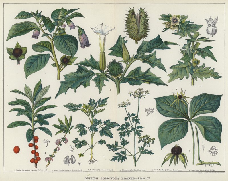 Britiske giftige planter (farve litho) af English School
