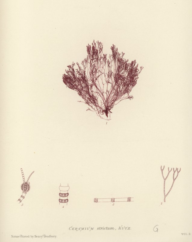 British Sea-Weed (naturtrykt) af English School