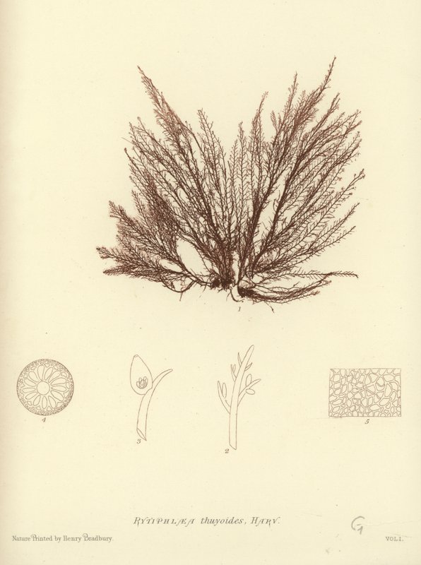 British Sea-Weed (naturtrykt) af English School
