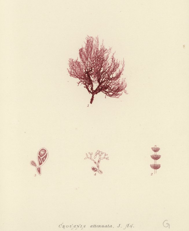 British Sea-Weed (naturtrykt) af English School