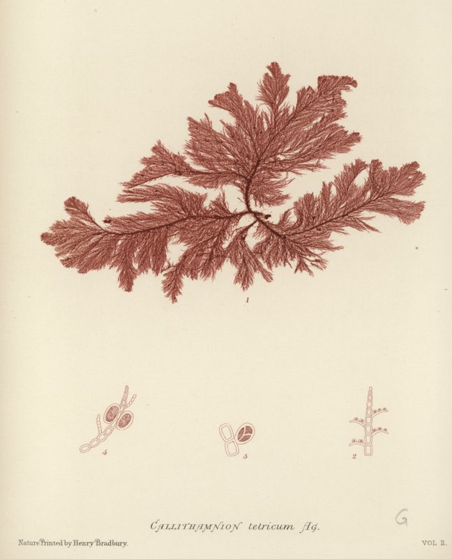 Britisk Sea-Weed af English School