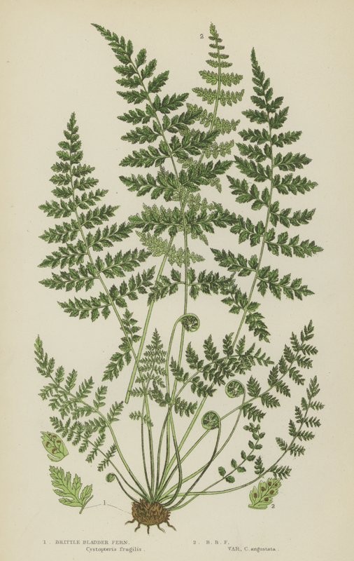 Skør blærebregne (farve litho) af English School