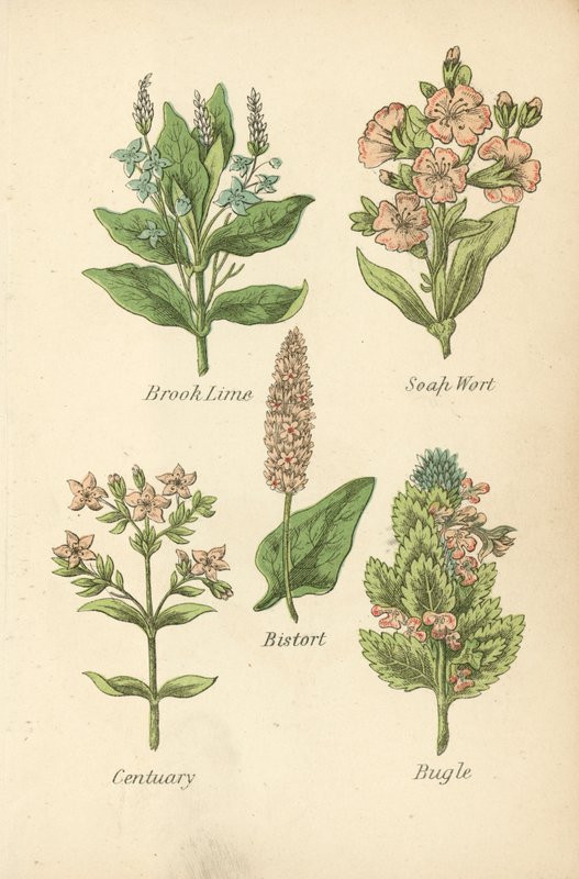 Bæklime, Sæbeurt, Bistort, Centuary, Bugle (farvelitografi) af English School