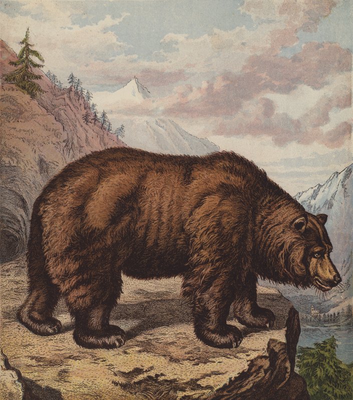Brun bjørn (farve litho) af English School