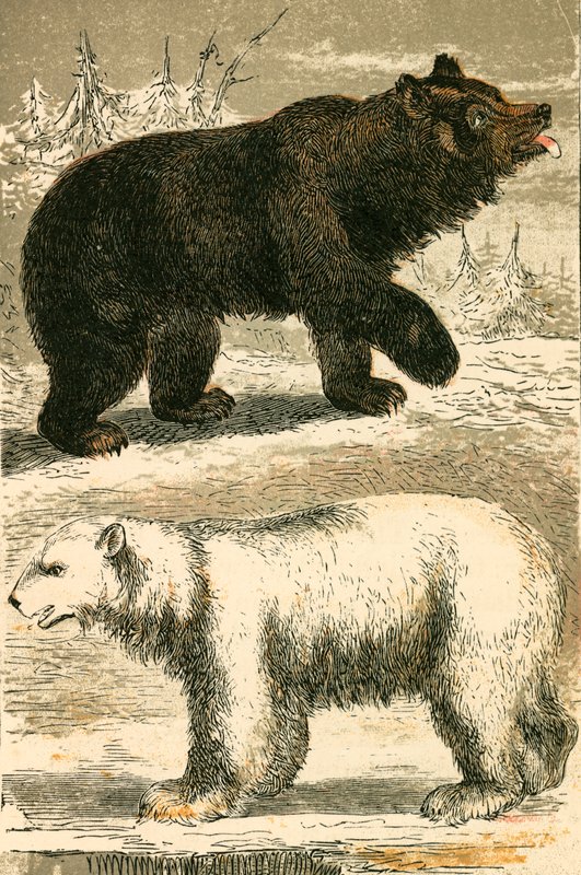 Brunbjørn og Isbjørn af English School