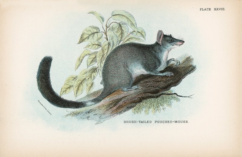 Børstehalet Pouched-Mouse af English School