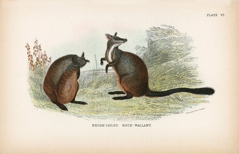 Børstehalet Rock-Wallaby af English School